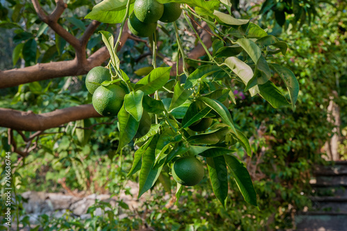 Still green oranges ripening on the orange tree