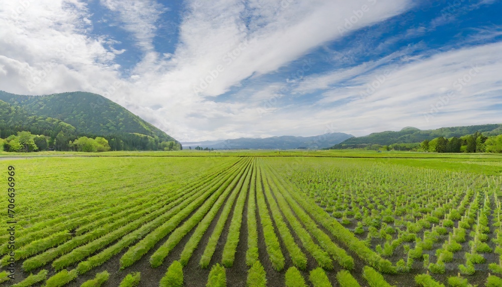 wasabi plantation field in nagano japan