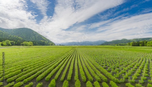 wasabi plantation field in nagano japan photo