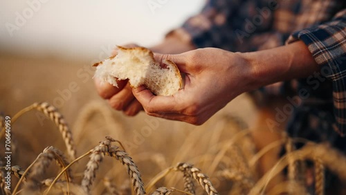 Fresh wheat bread in farmer's hands. Woman farm worker breaking wheat bread on agricultural field at sunset, hands close-up. Harvesting, agribusiness food business concept. Golden wheat crop on farm. photo