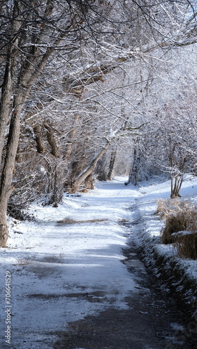 Winter scene of snow covered walking trail lined by frosty trees on a crisp and cold day in Boise, Idaho, USA photo