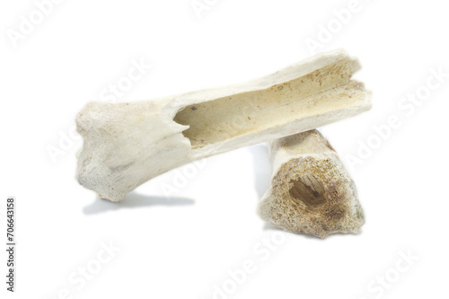 Femur bones from a sun bleached cow bovine found in nature in a pasture now serves as a dog chew toy. remains of old buffalo or cow bones that are old and decayed isolated on white background