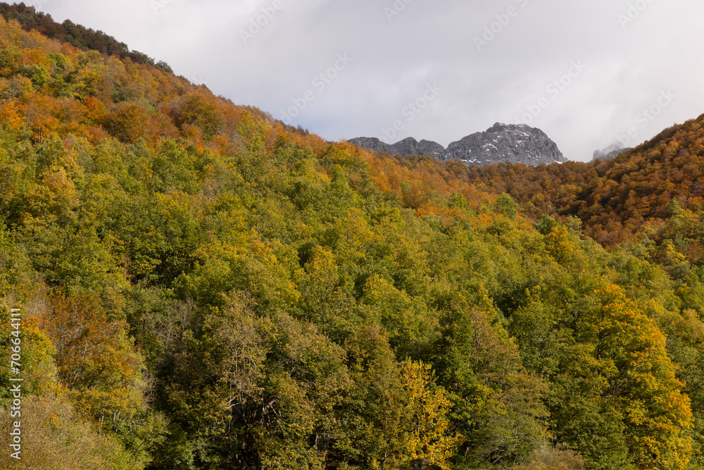 Beech forest with autumn bright colors and frozen mountain peak with snow