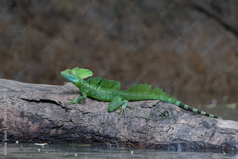 Plumed basilisk (Basiliscus plumifrons) on the river Rio Frio -
Caño Negro Costa Rica. Wildlife. Plumed basilisk (Basiliscus plumifrons) on the river Rio Frio -
Caño Negro Costa Rica. Wildlife.