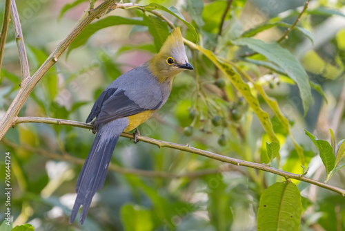 The Long-tailed Silky-Flycatcher in Los Quetzales National Park. Costa Rica. Wildlife.