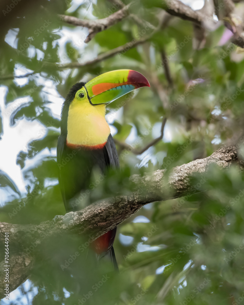 Fototapeta premium The Keel-billed toucan (Ramphastos sulfuratus) in the Cloud Forest of Monteverde, Costa Rica. Wildlife.