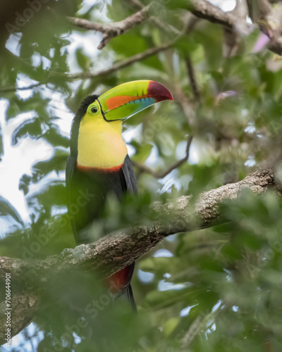 The Keel-billed toucan (Ramphastos sulfuratus) in the Cloud Forest of Monteverde, Costa Rica. Wildlife.