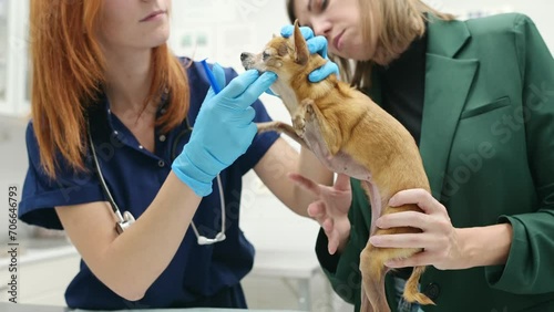 Veterinary doctor checkup eyesight of a chihuahua dog in a veterinary clinic. Vet apply drops to the eyes of pet. Pet health. The doctor give advise for treatment to patient's owner. photo