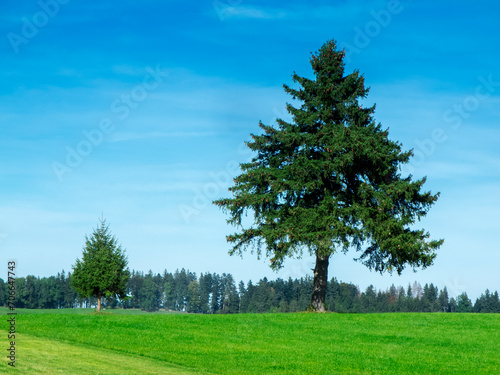 Two Picea abies on a meadow