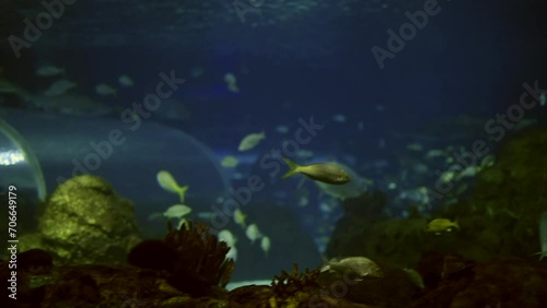 fish at Ripley's Aquarium of Canada photo