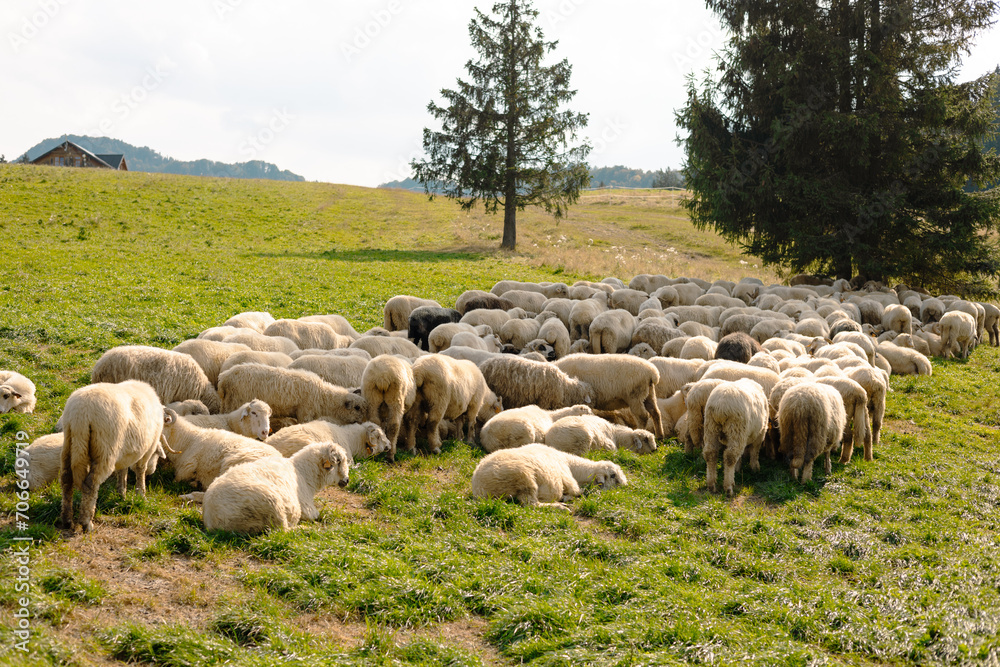 Herd of sheep on beautiful mountain meadow. Farming outdoor. Herd of sheep on beautiful mountain meadow. Farming outdoor.