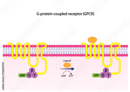 G protein coupled receptors gated ion channel. Structure of a G protein-coupled receptor (GPCR). Mechanism for the transport of ions. Cell membrane receptors for ligands bind. vector illustration photo