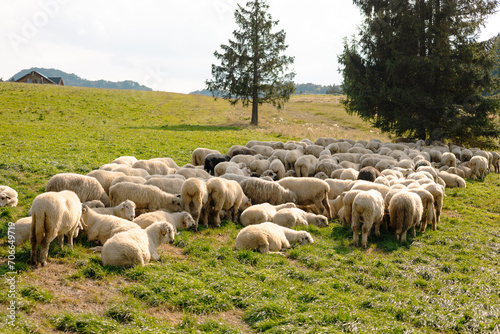 Herd of sheep on beautiful mountain meadow. Farming outdoor.