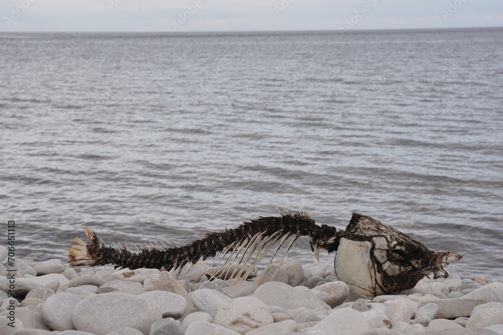 Obraz premium Fish Skeleton