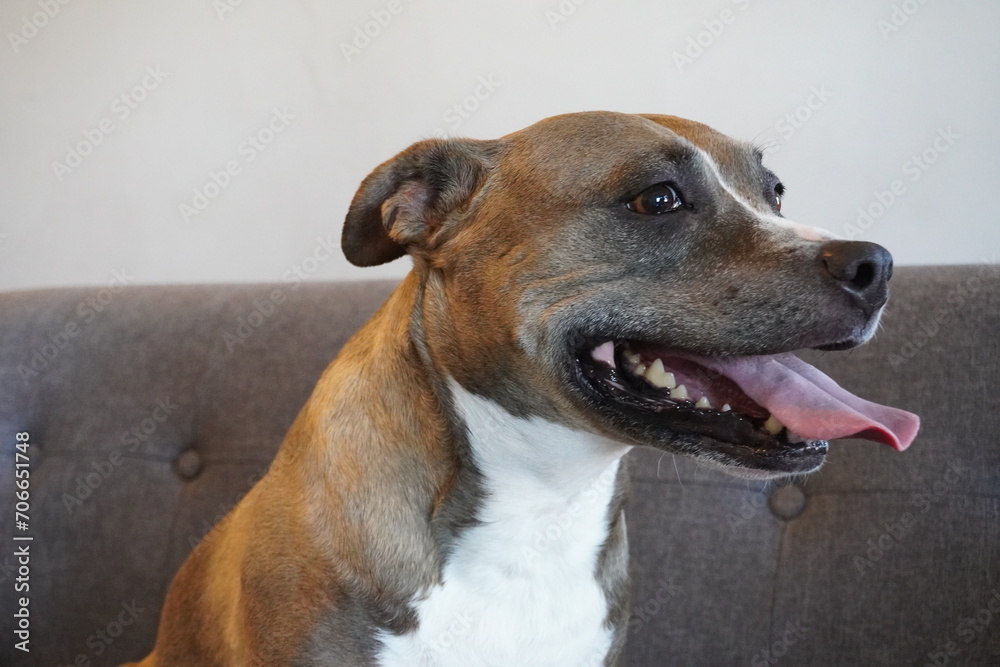 Pitbull terrier on a sofa