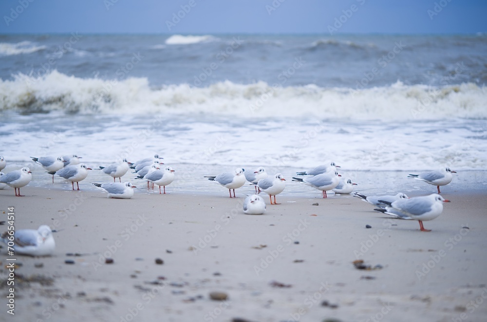 Gulls brave the winter chill on Kołobrzeg beach in January, facing a northern wind and turbulent sea. A stark and dynamic scene of coastal resilience amid the winter elements.