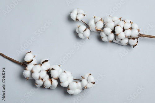 Beautiful cotton branches with fluffy flowers on light grey background, flat lay. Space for text