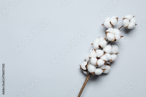 Beautiful cotton branch with fluffy flowers on light grey background, top view. Space for text