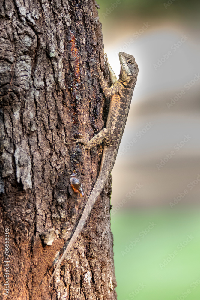 Brazilian Wildlife is very beautiful have many species with colorful variables. Are apes, lizards, mammals, felins, caimans, cats, bats, crabs and many others. Brazilian Wildlife is very beautiful have many species with colorful variables. Are apes, lizards, mammals, felins, caimans, cats, bats, crabs and many others.