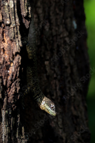 Brazilian Wildlife is very beautiful have many species with colorful variables. Are apes, lizards, mammals, felins, caimans, cats, bats, crabs and many others. photo