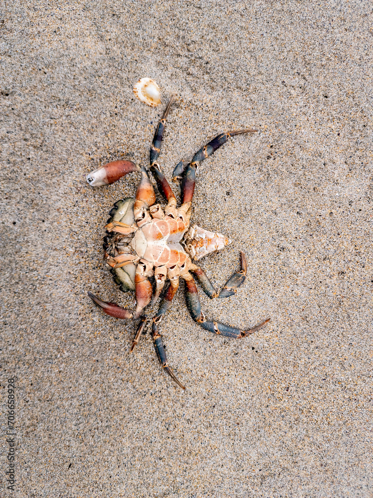 Upside down crustacean, crab, on the sandy beach