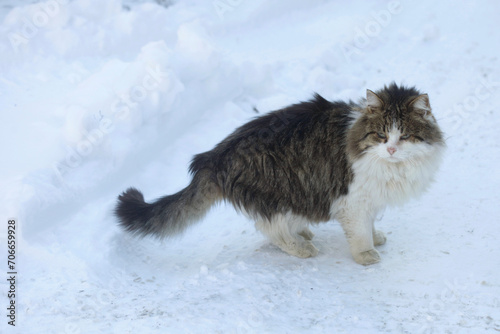 Wild fluffy cats on white snow