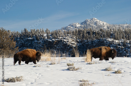 bison standing in white snow in early winter