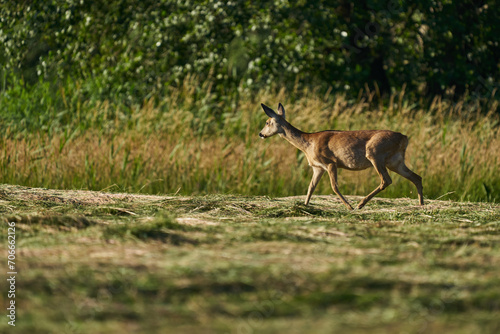 Jeleń, łania spacerująca po świeżo skoszonym polu w popołudniowym słońcu © Zbigniew