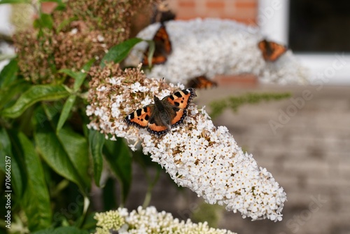 The yellow orange butterfly is on the white pink flowers in the green grass fields