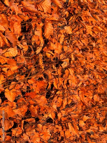 Close up of red golden leaves, Red orange gold autumn natural bushes background. Small leaves tremble in the wind. The perfect fall color.