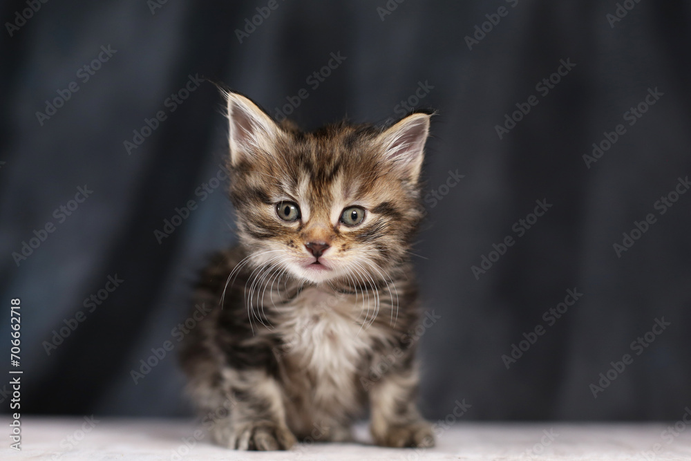 Portrait of funny beautiful small baby kitten. studio background. Breed Kurilian bobtail