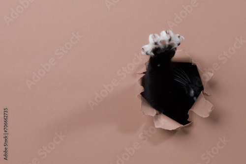 Claw of a tuxedo cat shredding through paper photo