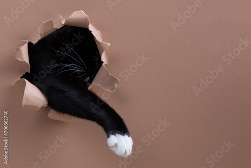 A tuxedo cat sticks it's paw through a shredded hole
