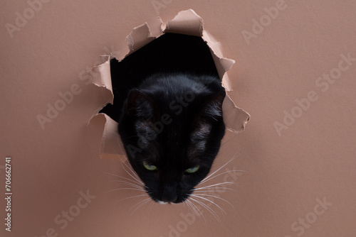 Tuxedo cat sticks it's head through a whole shredded in paper