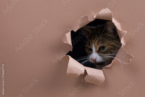 A tabby colored cat lurks at a prey through a shredded hole