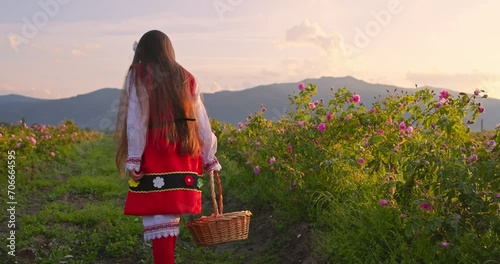 Bulgarian girl symbol of bulgarian beauty and strong spirit walking through rose field of oil bearing roses damascena in the morning 4K video, mountains on nature background photo