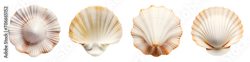 Set of different seashell is carved on a white or transparent background. Seashell collecting concept. A design element to insert into a project.