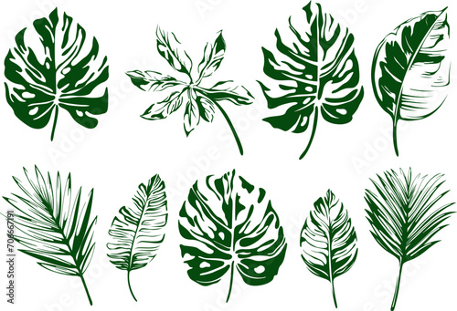 Abstract set of tropical leaves isolated on white background. Hand drawn illustration collection.