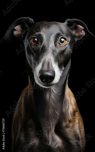 Close up studio portrait strong, fast greyhound dog looking in camera isolated on black background