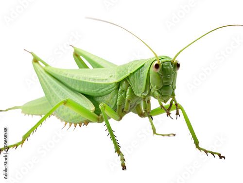 a close up of a grasshopper © Mariana