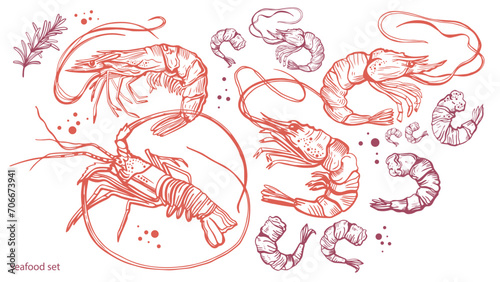 Hand drawn isolated vector pattern of shrimps. Shrimps and langoustines on a white background. Prawns. Seafood, food vintage illustration.