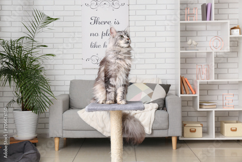 Maine Coon cat on scratching post in living room photo