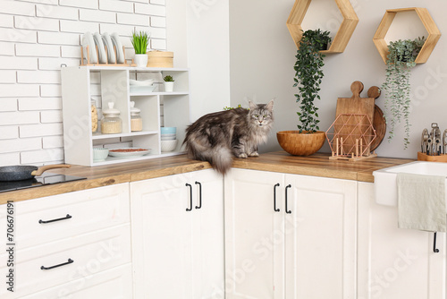 Maine Coon cat on counter i...