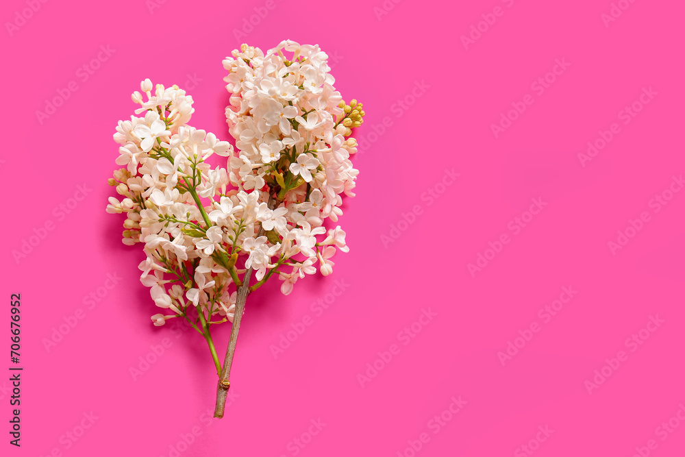 Obraz premium Blooming lilac flowers on pink background