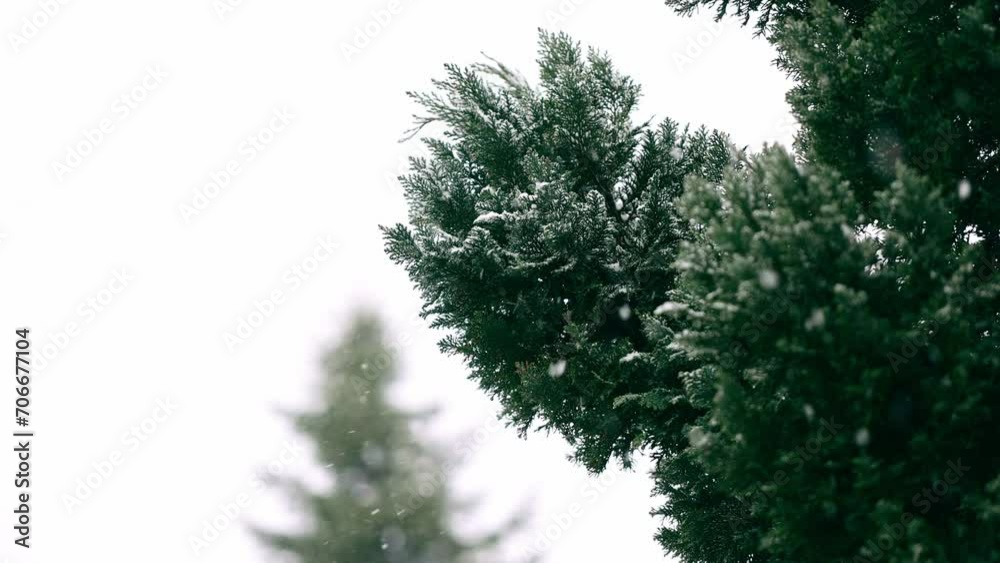 Winter Whispers: Snowfall Blanketing Euonymus Bush in the Garden. Winter Whispers: Snowfall Blanketing Euonymus Bush in the Garden.