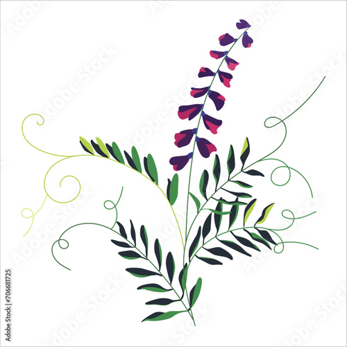 The mouse pea flower. Botanical illustration. A climbing plant from the legume family. Field flowers. Vector