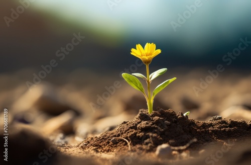 a small yellow flower that is growing in the dirt