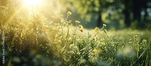 an image of a grassy, summer field containing yellow flowers and green sunlight