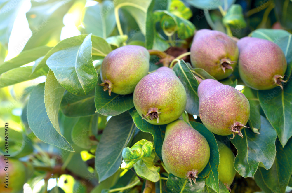 Ripe organic cultivar pears in the summer garden. Ripe organic cultivar pears in the summer garden.