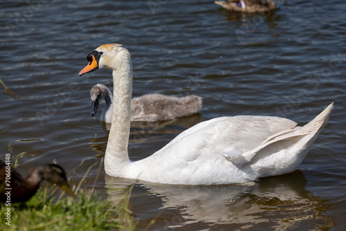 white swans swimming in the lake in summer